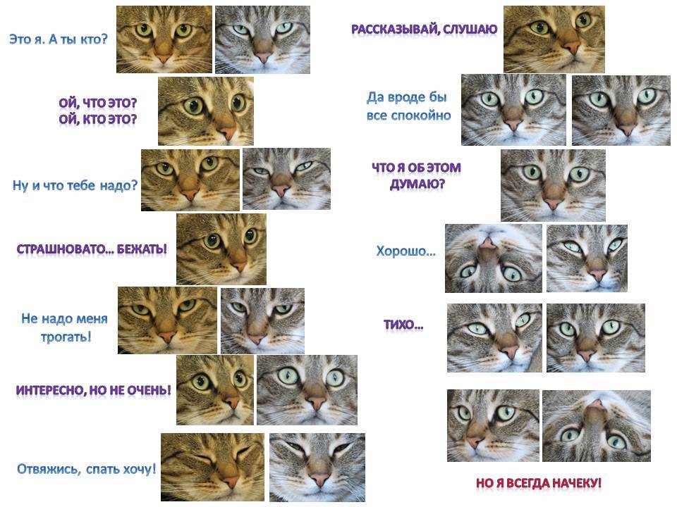 Как отличить породу. Список пород кошек. Как определить породу котенка. Определитель породы кошек. Типы окраса кошек.