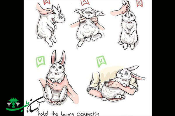 Как приучить кролика к рукам: особенности дрессировки, правила и способы