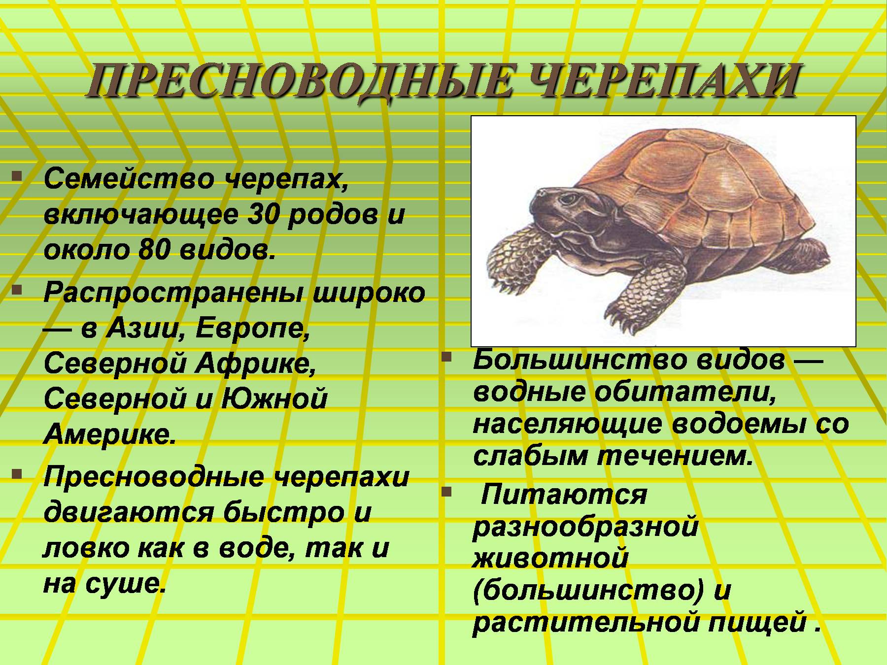 Черепаха сообщение 8 класс. Описание черепахи. Черепаха для презентации. Сведения о черепахе. Презентация на тему черепахи.