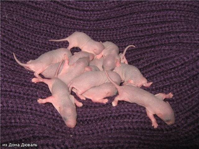 Сколько беременность у крысы