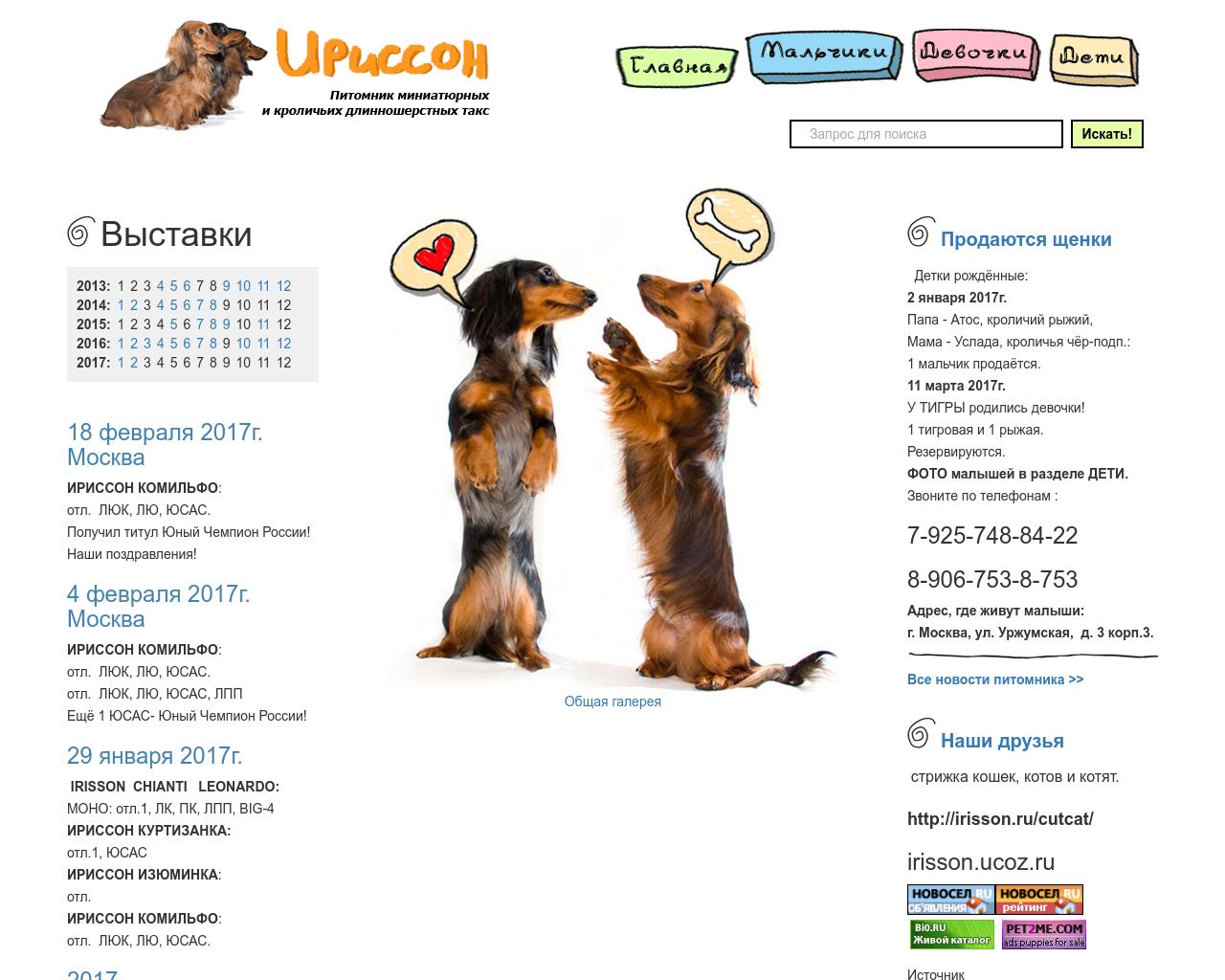 Кроличья такса (длинношерстная): описание породы