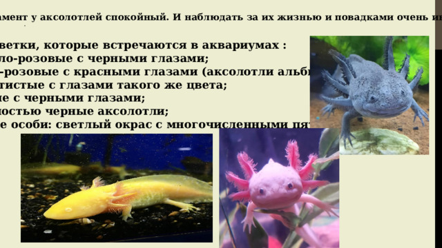 Аксолотль в аквариуме: виды, содержание и уход, соседи, фото