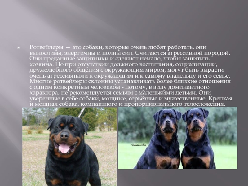 Самые умные породы собак