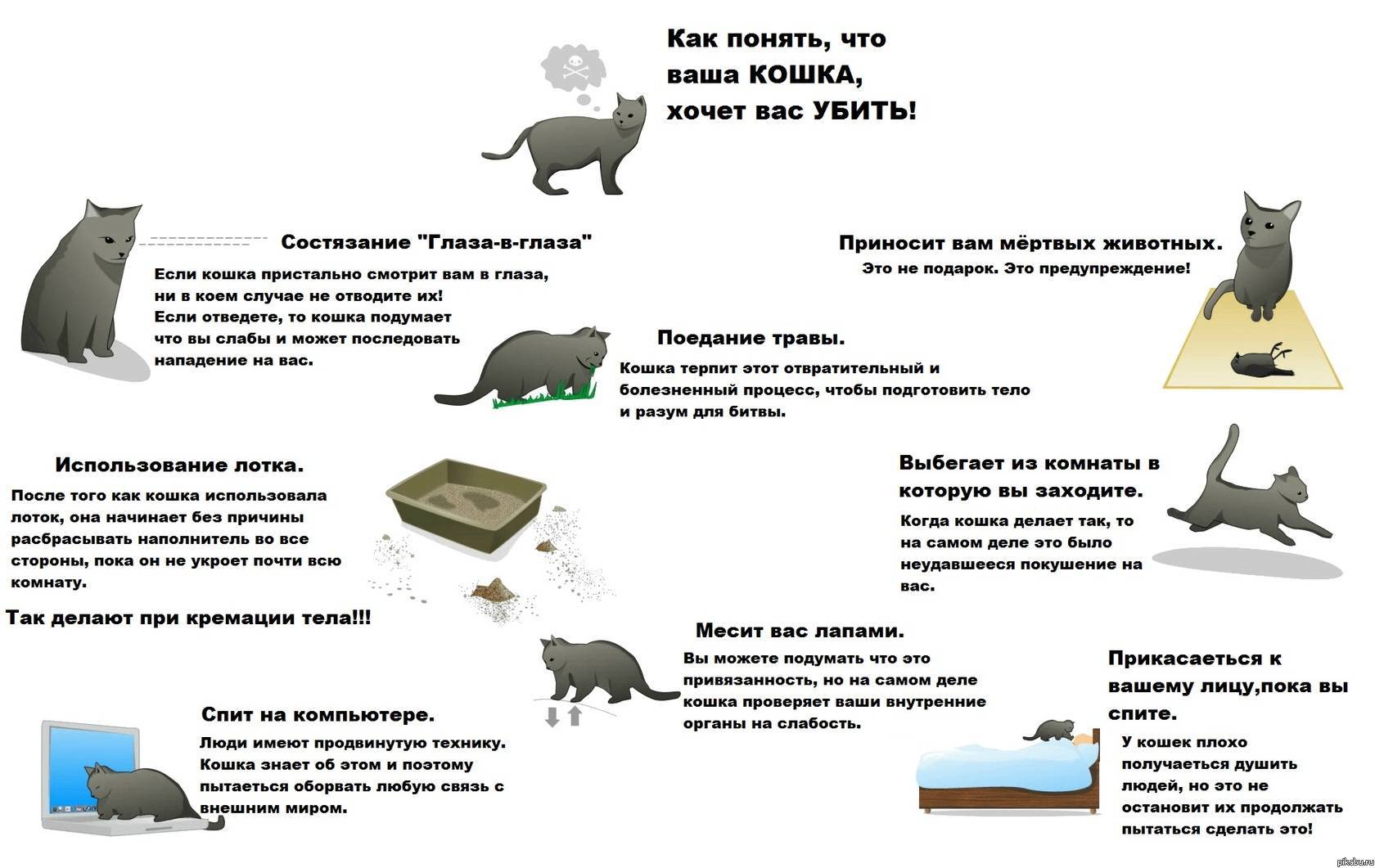Почему кот кусается, когда его гладишь