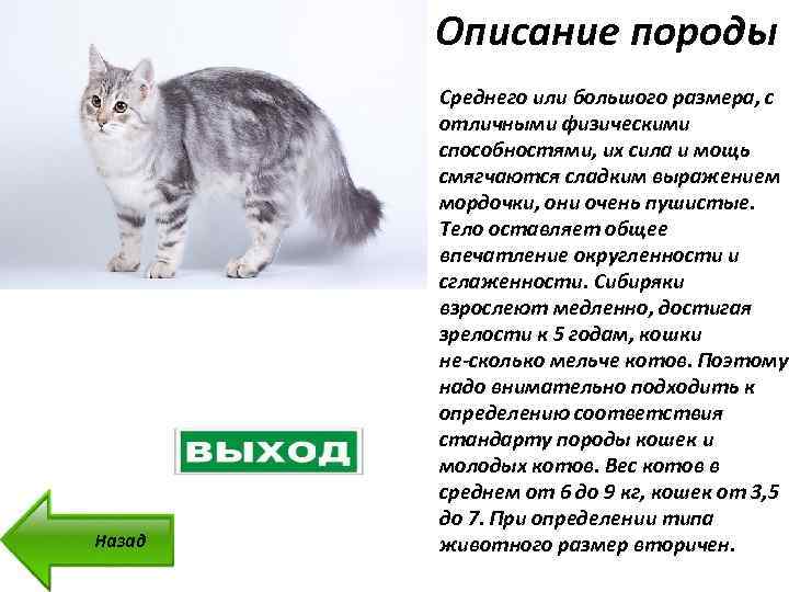 Британские вислоухие кошки: описание породы, характер, здоровье