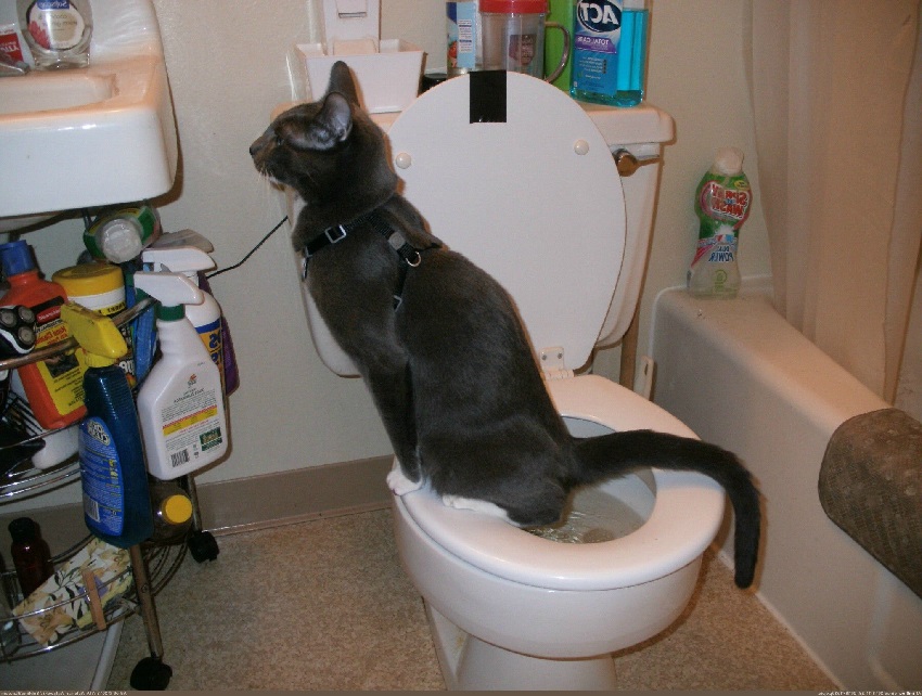 Котенок не может сходить в туалет: причины, первая помощь
