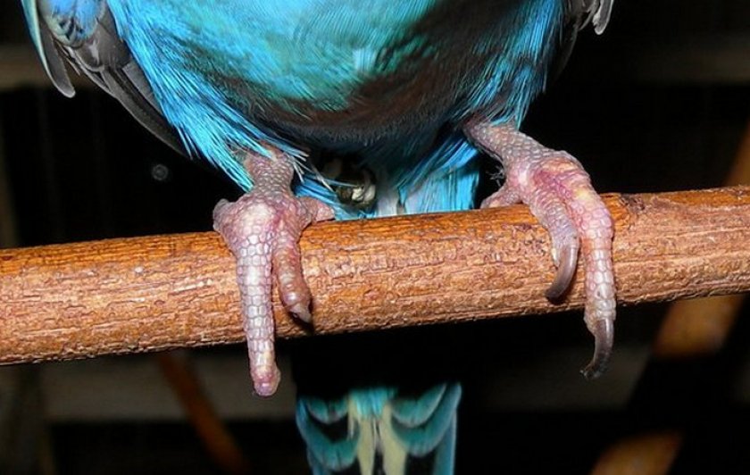 Болезни лапок у волнистых попугаев