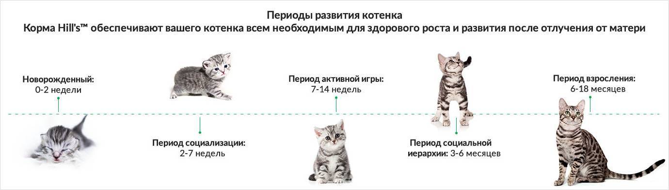 В каком возрасте кошки перестают рожать котят?