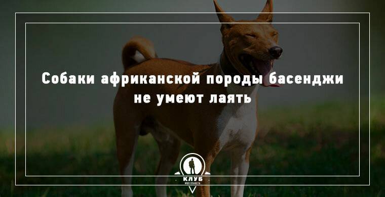 Обзор самых интересных и малоизвестных фактов про собак для детей