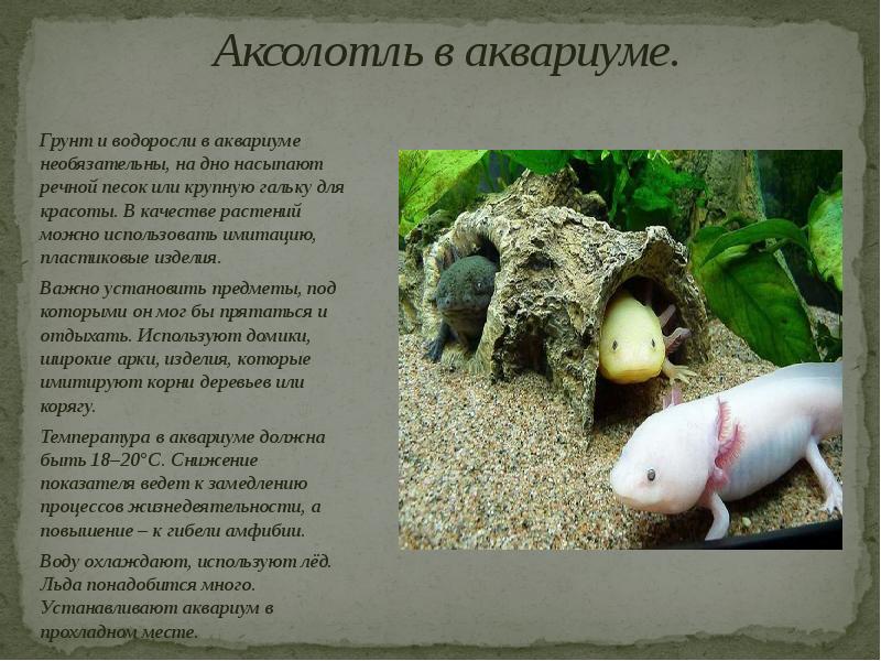 Аксолотль - содержание и уход, чем питается и где обитает в природе