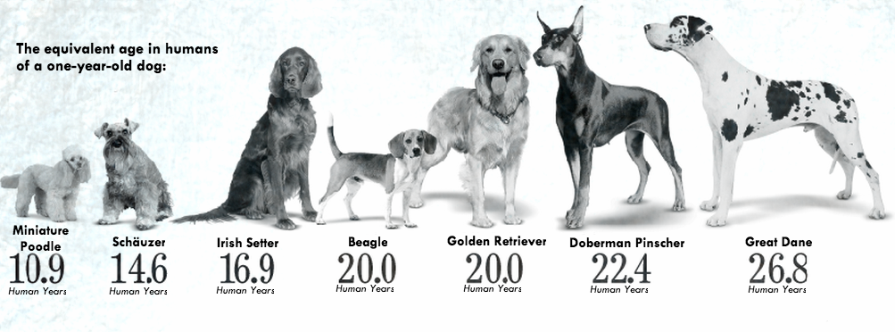 Собака по возрасту. Средняя Продолжительность жизни собак крупных пород. Продолжительность жизни собак таблица. Срок жизни крупных собак. Средний Возраст пород собак.