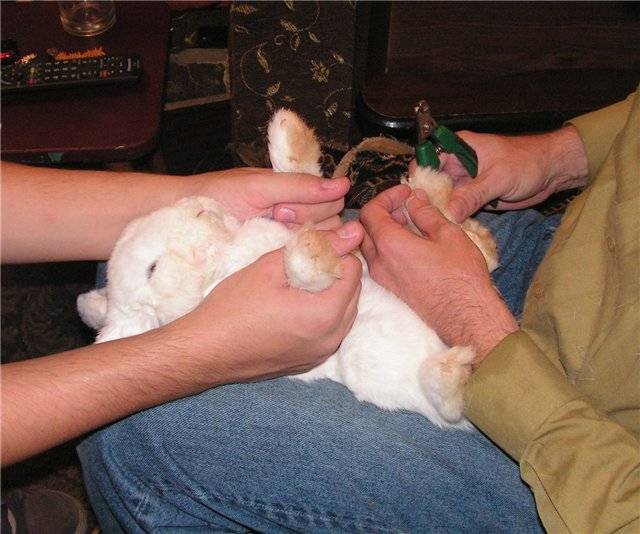 Как кролику подстричь когти: пошаговая инструкция