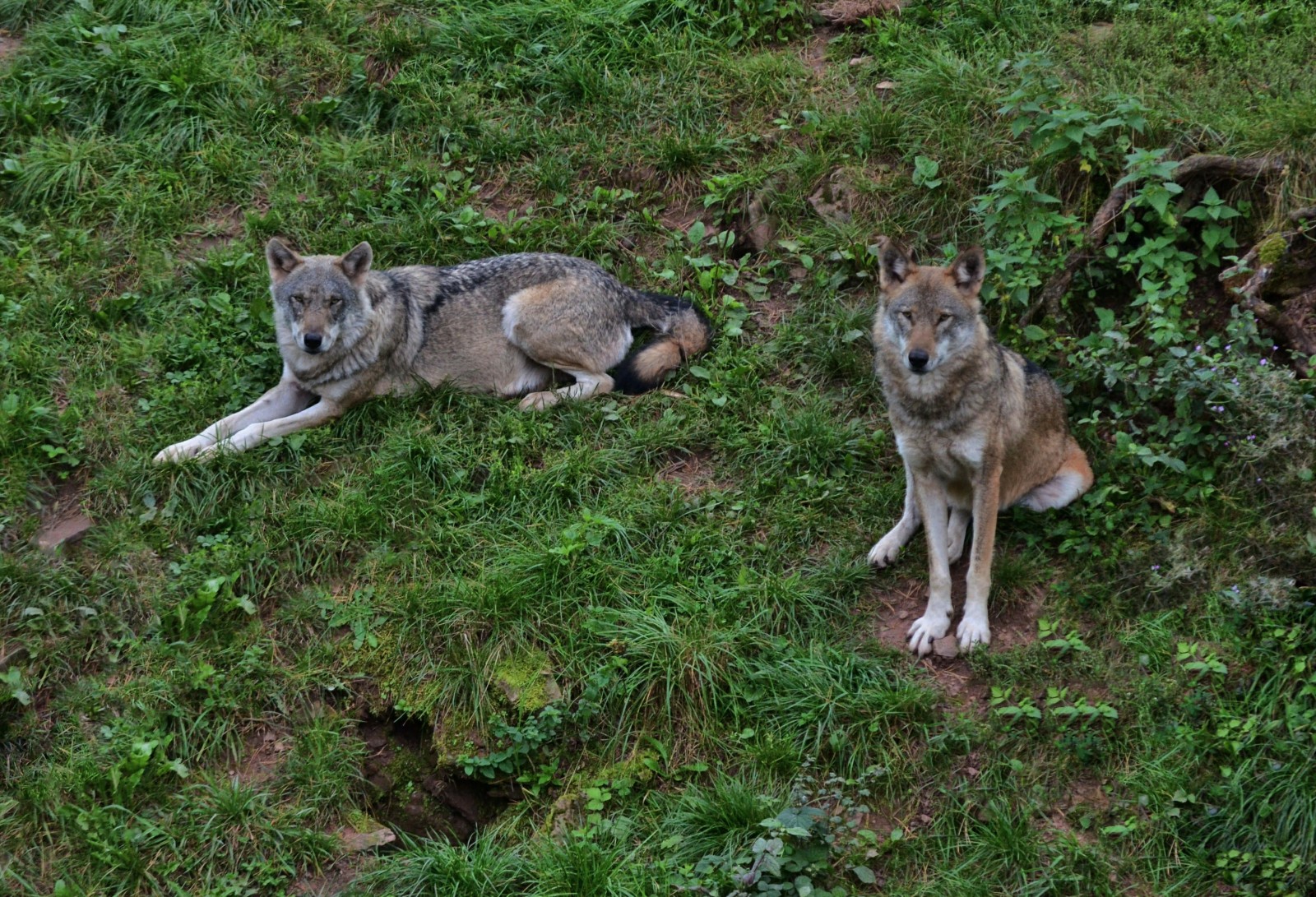 Волчья собака сарлоса - характер и описание породы волкособа