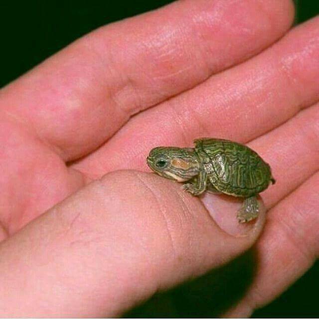 Самая маленькая черепаха в мире | мир животных и растений