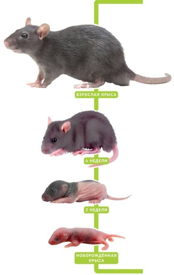 Мышь рост