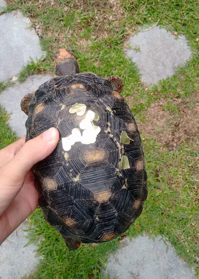 Приметы о черепахах: что приносят в дом хозяйки золотых ключиков?