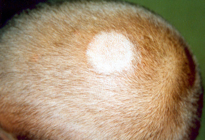 Выпадение шерсти: естественная и патологическая линька у хомяков