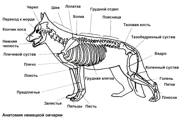 Скелет собаки: строение черепа, позвоночника, конечностей