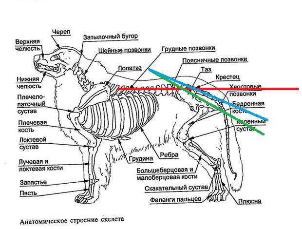 Анатомия собаки: особенности физиологии и строения тела