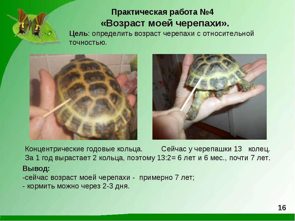 Как узнать сколько лет сухопутной черепахе