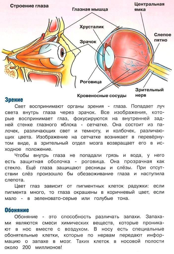 Органы зрения обоняния. Строение органов зрения и слуха. Орган зрения и орган слуха. Органы зрения и обоняния. Строение органов зрения, слуха, обоняния.