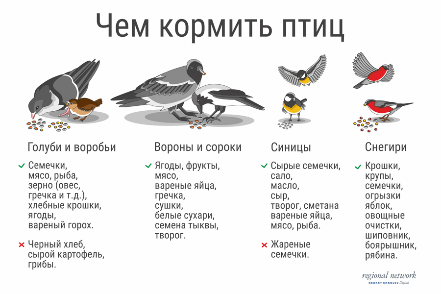 Домашняя сова