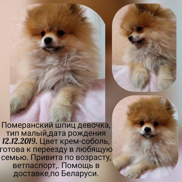 Померанский шпиц