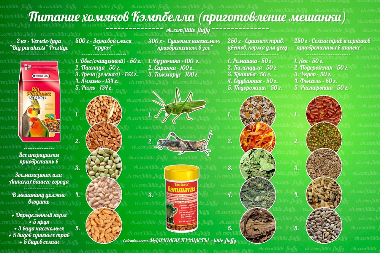Чем кормить хомяка в домашних условиях, список разрешенных продуктов