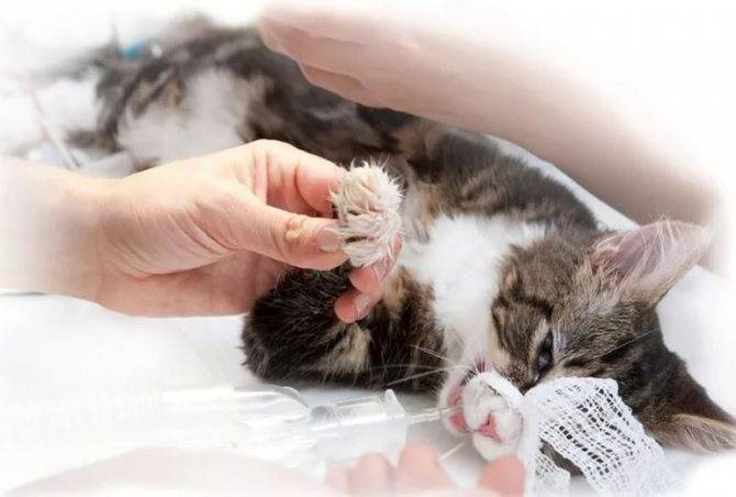 Вирусная лейкемия и лейкоз у кошек: симптомы и лечение