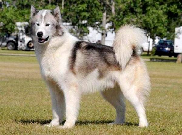Северная инуитская собака – не признанный гибрид. внешний вид, характер, содержание и уход (+ фото)