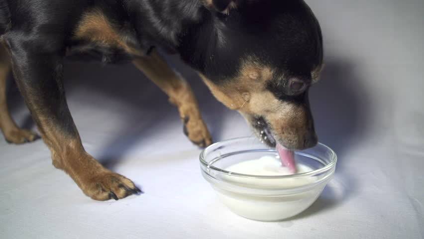 Собака пьет много воды: причины и что делать | звери дома
