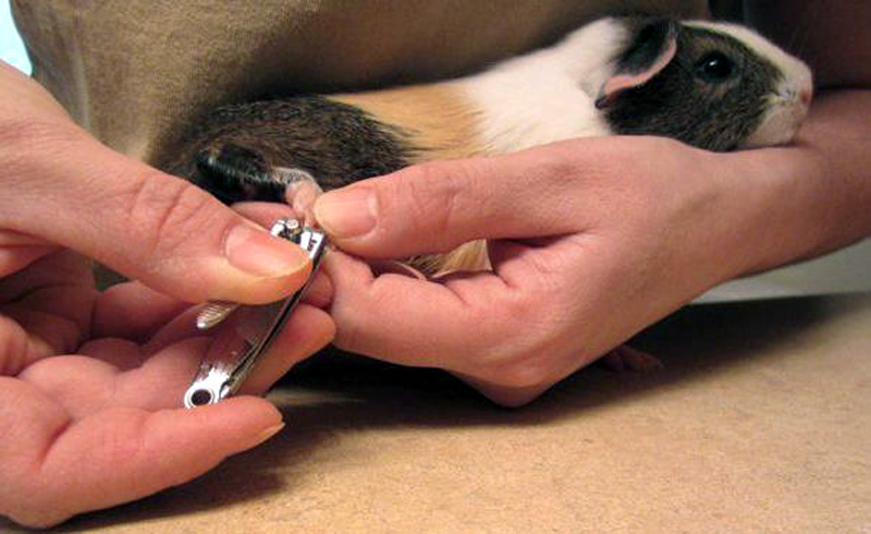 Как подстричь когти морской свинке, пошаговая инструкция с фото