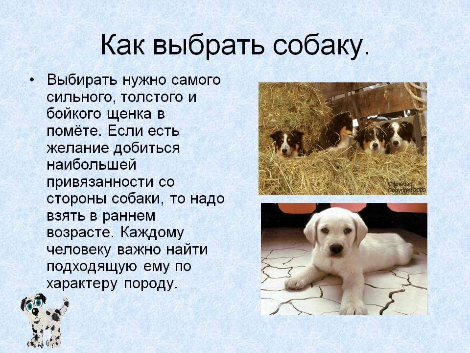 Как выбрать собаку и не облажаться