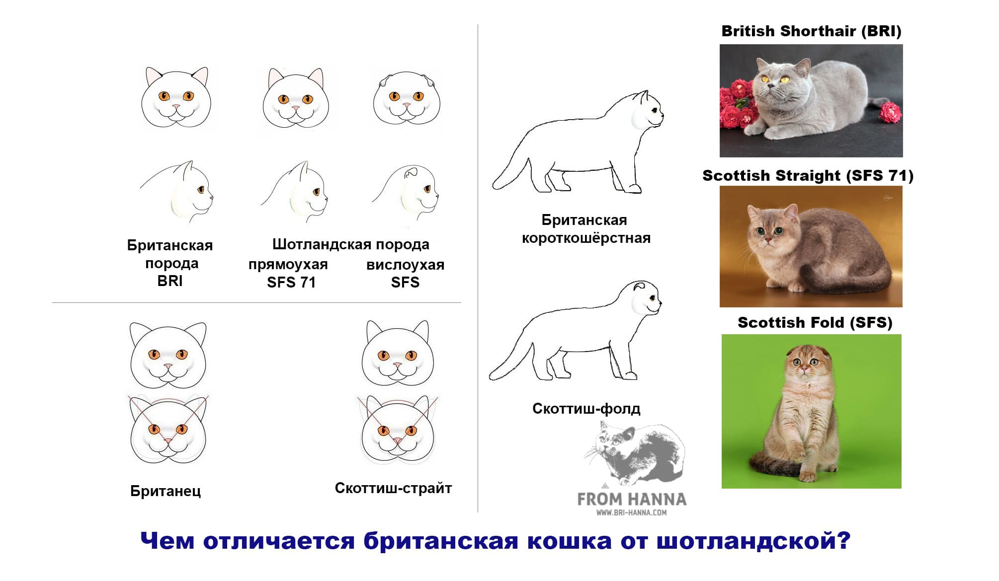Отличия шотландских кошек от британских - разбираемся во всех нюансах