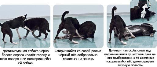 Как воспитать собаку, не прибегая к насилию? 6 полезных кинологических секретов