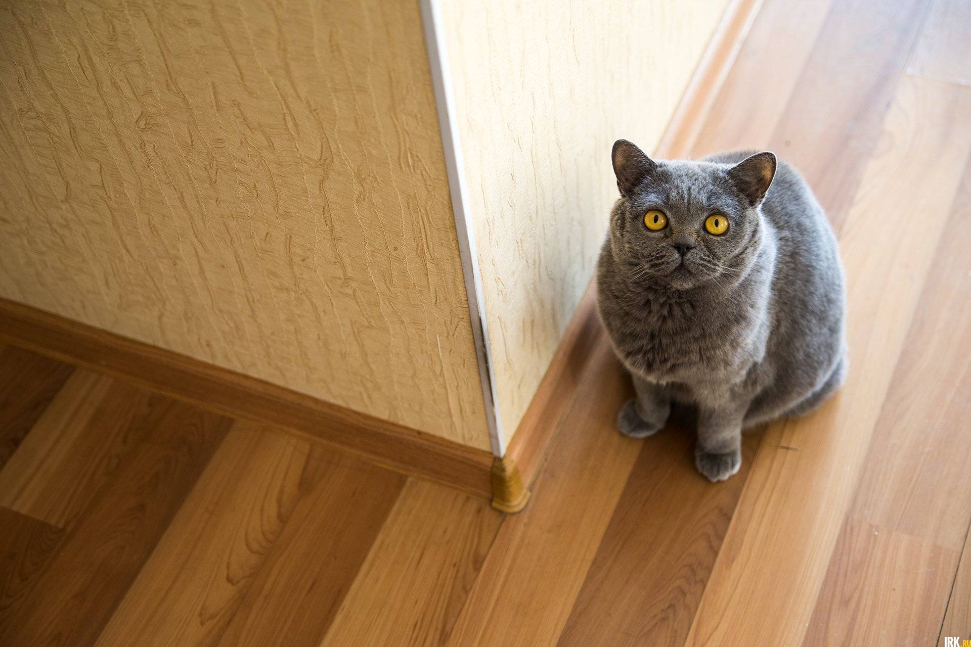 Как отучить кота метить территорию в квартире