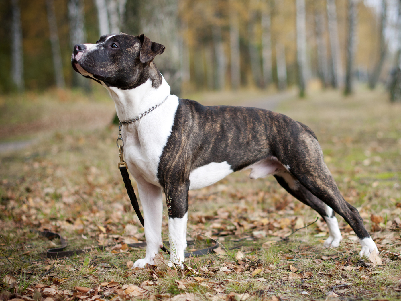 Питбуль: фото собаки и ее внешний вид, описание породы, особенности ухода