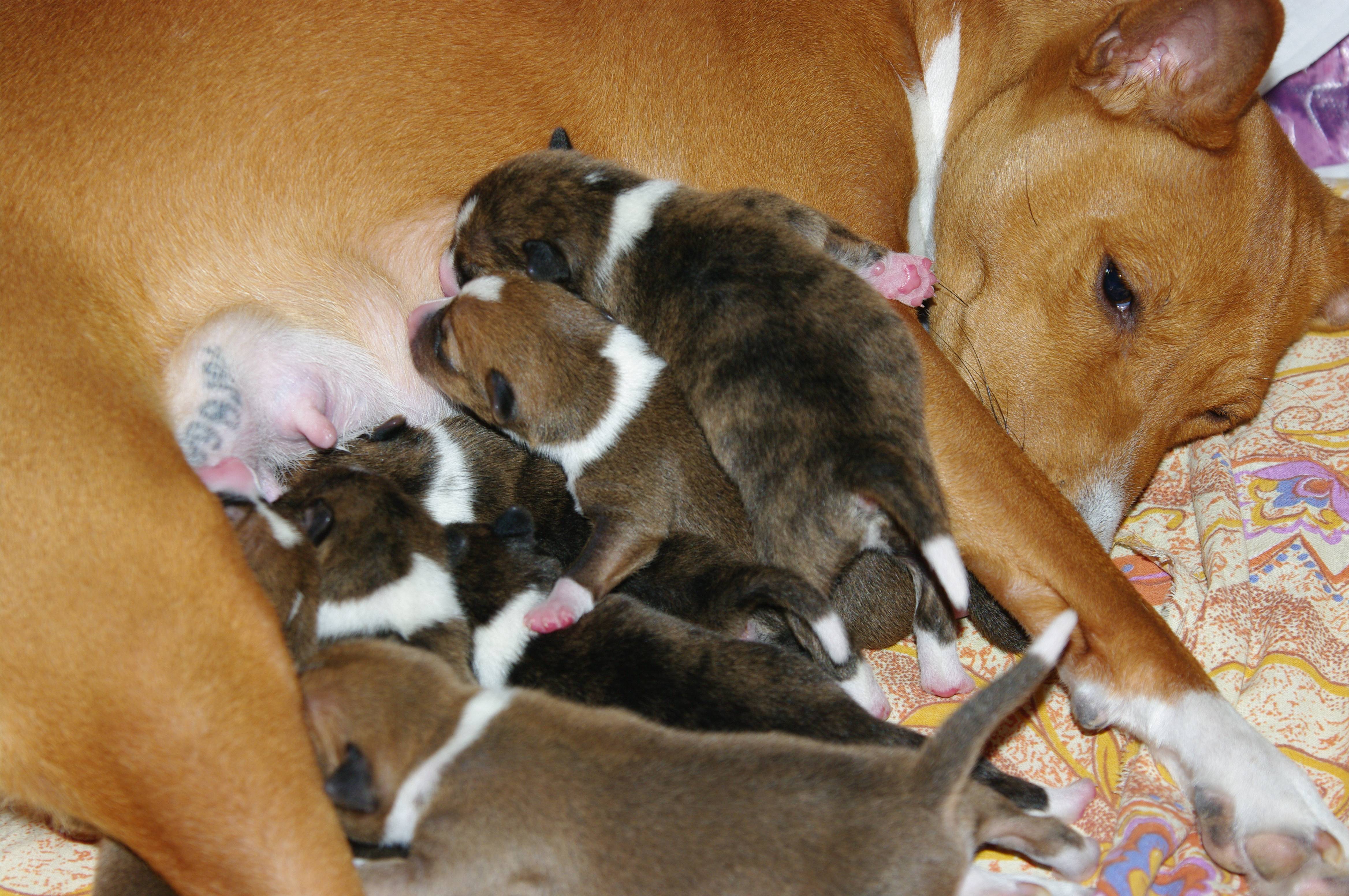 Чем кормить собаку после родов: правила питания