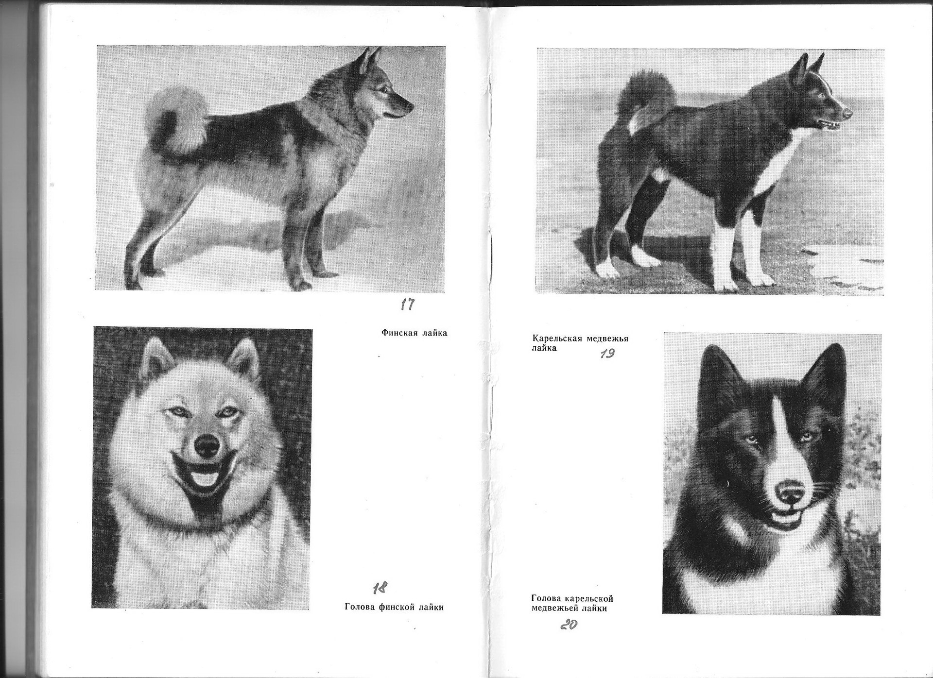 Описание породы карельская медвежья собака