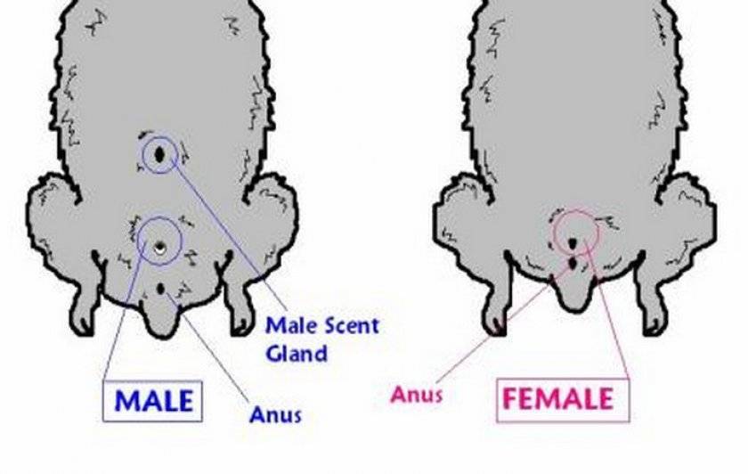Как отличить щенка мальчика от девочки картинки