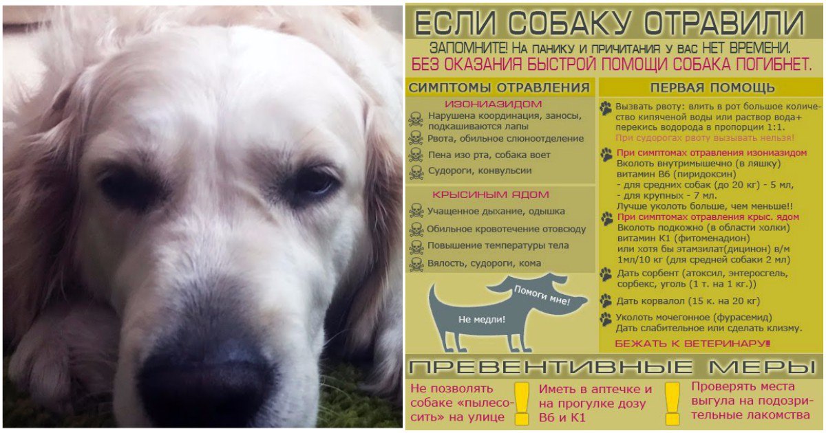Симптомы отравления у собак. первая помощь при интоксикации | блог ветклиники "беланта"