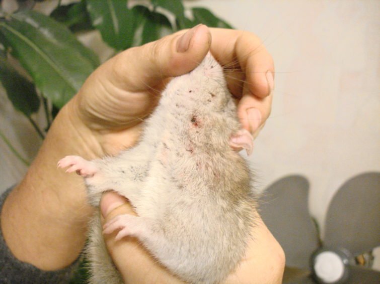 Паразиты у крыс: блохи, власоеды, вши и клещи