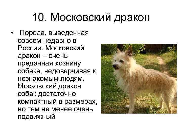 Московский дракон собака описание породы