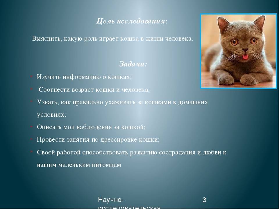 Зачем нужен хвост кошке и какое значение он имеет для животного? — экспертно-информационный портал о домашних питомцах и уходе за ними — petse.ru