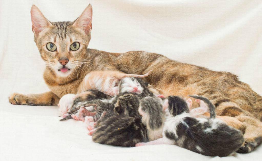 Сколько обычно котят рожают кошки: максимальное количество, а также впервые