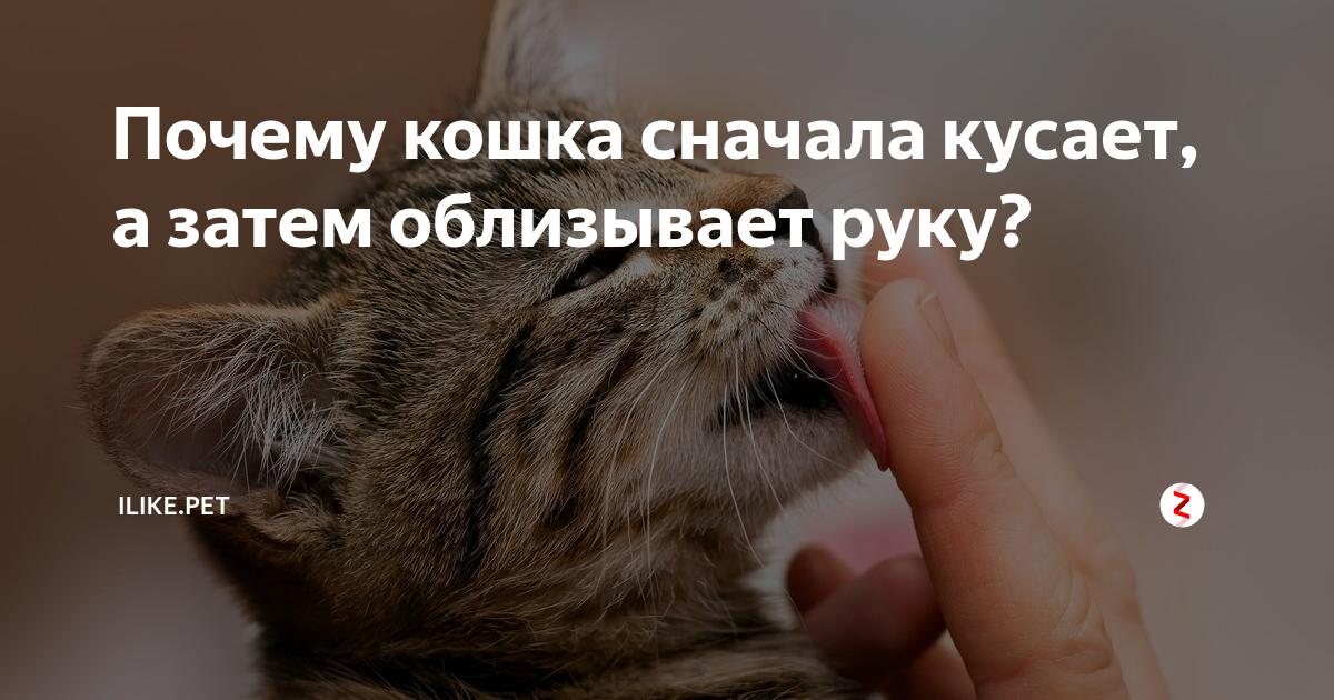 Почему шипят кошки – на хозяина, чужих людей или определенного человека, что с этим делать: 10 причин кошачьего шипения