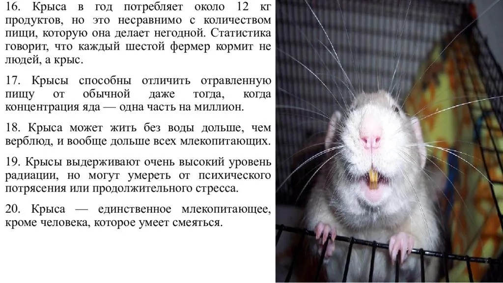 Домашние декоративные крысы: выбор, уход, кормление, продолжительность жизни