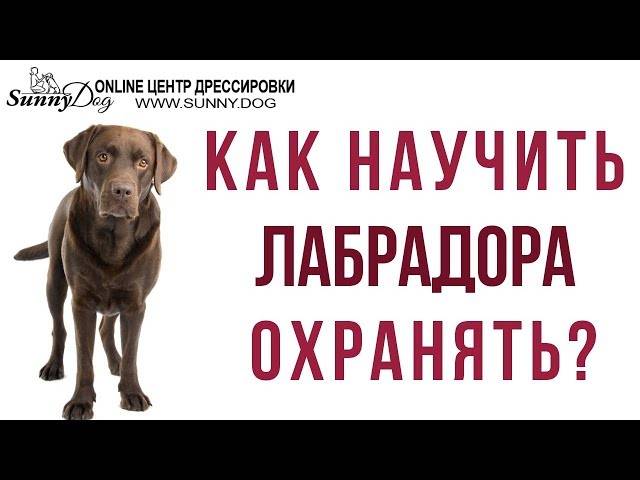Как научить собаку команде фас в домашних условиях: инструкция с видео