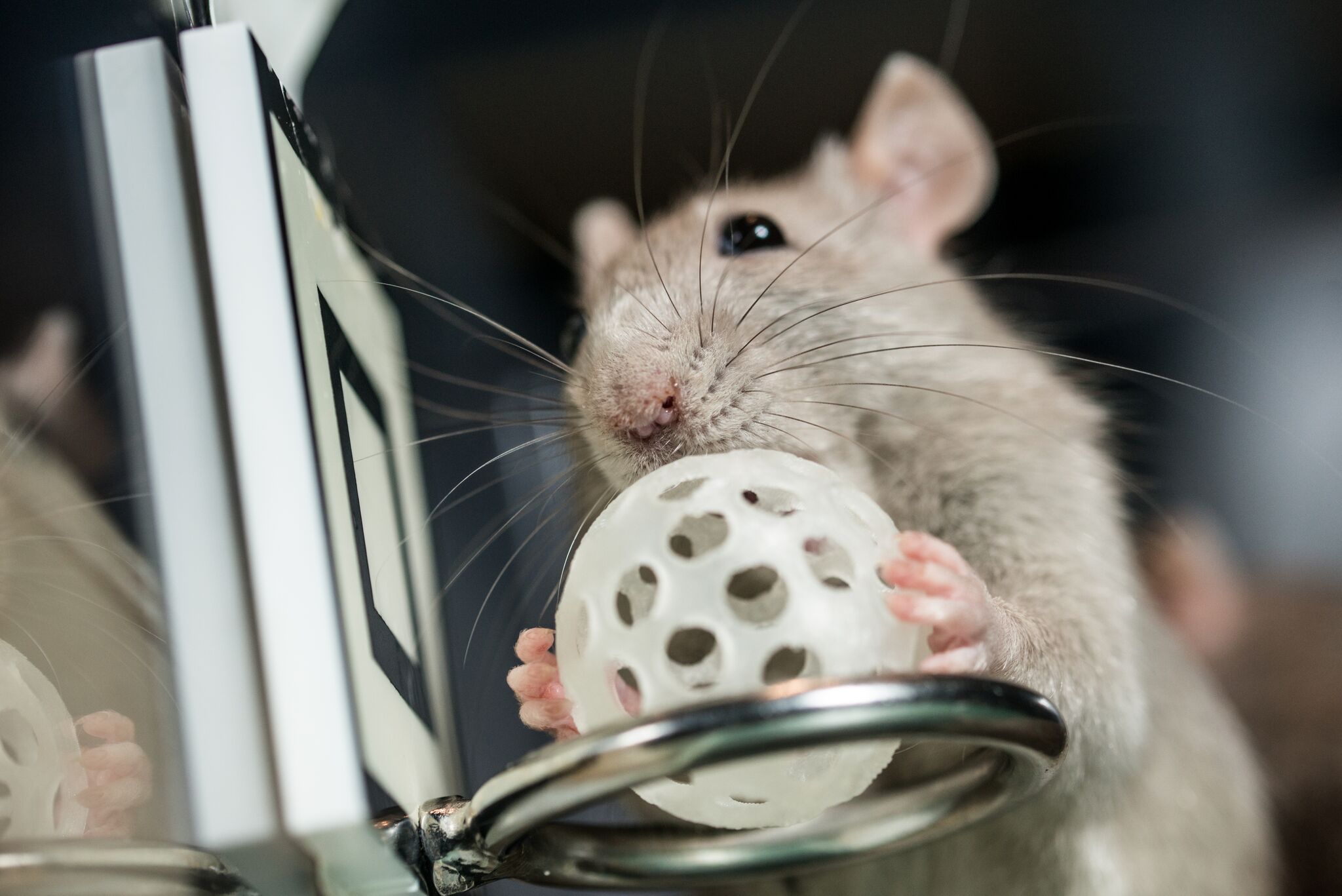 Как дрессировать крысу: дрессировка в домашних условиях для начинающих, как научить командам и трюкам, как воспитывать и тренировать домашнее животное