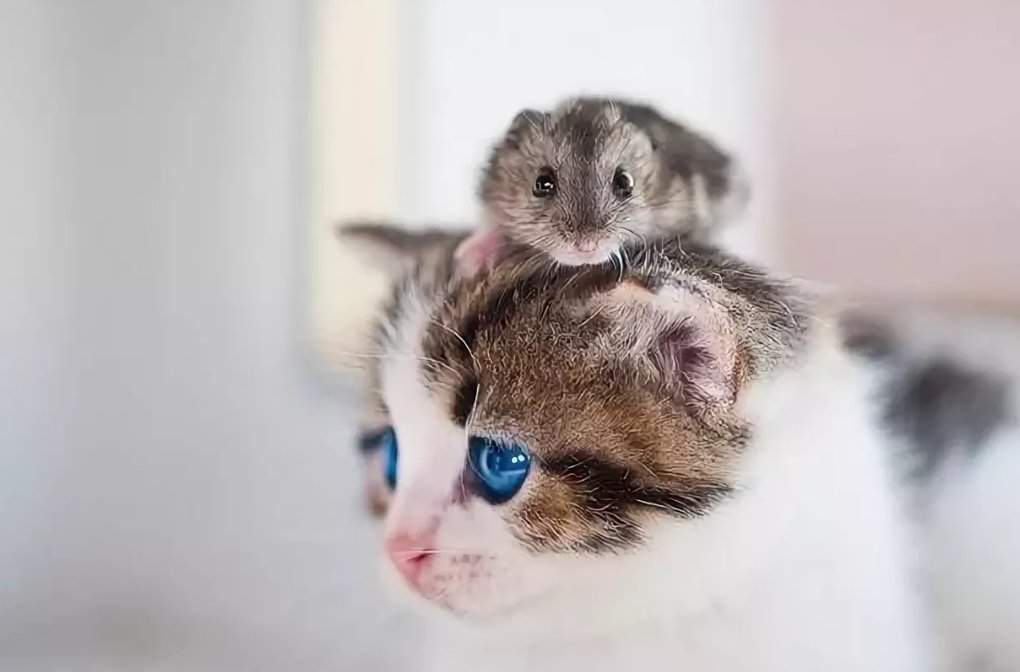 Кошка и хомяк, как содержать в одной квартире, как подружить